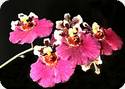 Tolumnia Jairak Flyer Dark Pink